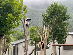 -卧龙中华大熊猫苑神树坪基地