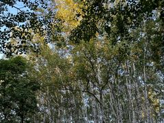 -塞罕坝国家级自然保护区