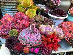 -青石桥花鸟鱼虫市场(叠翠城店)