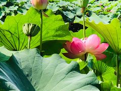 -陈家山荷花公园