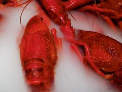 -红盔甲·小龙虾(车公庙店)