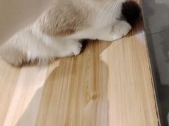 -平行世界·猫咖(首经贸店)
