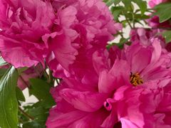 -双季花艺园艺市场(浦东店)