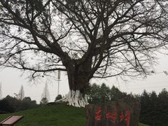 -邓小平故里