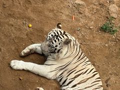 -西霞口神雕山野生动物世界