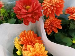 -双季花艺园艺市场(浦东店)