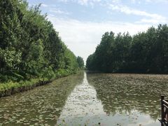 -合肥滨湖国家森林公园