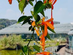 -中国科学院华南植物园