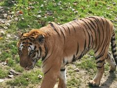 -北京野生动物园