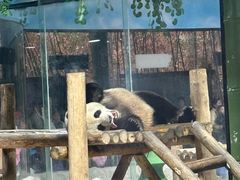 -栾川竹海野生动物园