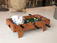 -飞行喵MR PILOT|猫舍·猫咖(静安大融城店)