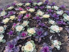 -合肥滨湖国家森林公园