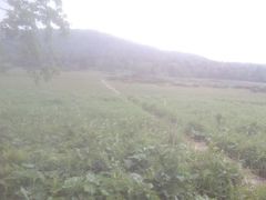 -凤凰山国家森林公园