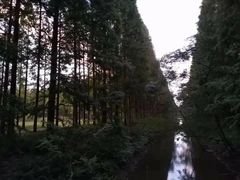 -黄海国家森林公园