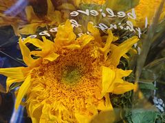 -循礼门鲜花花市(武汉循礼门店)