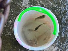 -南国桃园旅游度假区