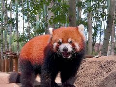 -北京野生动物园