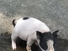 -石家庄市动物园