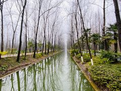-合肥滨湖国家森林公园