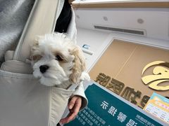 -瑞派康怡24h宠物医院·犬猫医疗中心·微创绝育(瑞景分院)