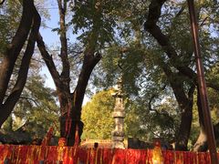 -大槐树寻根祭祖园