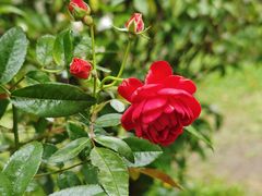 -中国科学院华南植物园