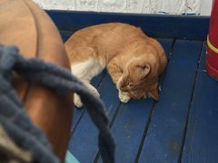 -Sirena海妖日咖夜酒