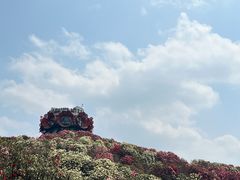 -贵州百里杜鹃风景名胜区