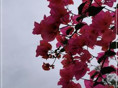 -云溪植物园