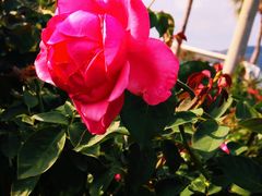 -亚龙湾国际玫瑰谷