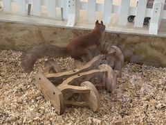 -怪兽屋·羊驼·猫咖·狗咖(俊华广场店)