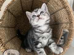 -喵zoo家庭繁育猫舍(尖东智能花园店)