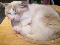 -飞行喵MR PILOT|猫舍·猫咖(静安大融城店)