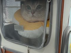 -纳吉亚猫专科动物诊疗中心(蒋宅口分院)