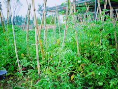 -田园东方蜜桃村的田野营地