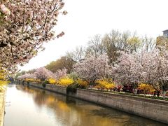 -海棠花溪(元大都城垣遗址公园)