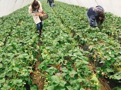 -小鱼草莓采摘园农家乐·小鱼餐厅