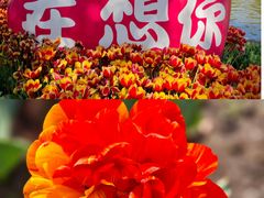 -上海鲜花港