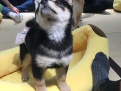 -逗柴咖啡屋·狗咖猫咖宠物桌游