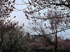 -南京古林公园