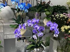 -淘花源花艺鲜花店 开业花篮 绿植(南部商务区店)