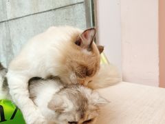 -猫咪派对(江南西店)