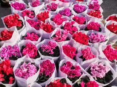 -中环花鸟鱼虫市场