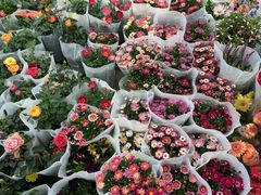 -双季花艺园艺市场(浦东店)