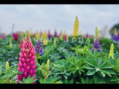 -径山花海