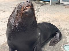 -烟台海昌鲸鲨海洋公园