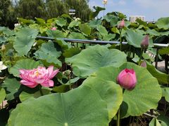 -莲花池公园
