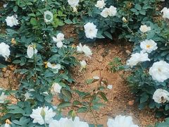 -人民公园(罗湖区)