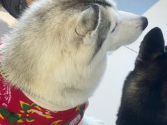 -怪兽屋·羊驼·猫咖·狗咖(俊华广场店)