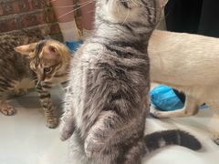 -豆逗聊愈猫阁Easy Life